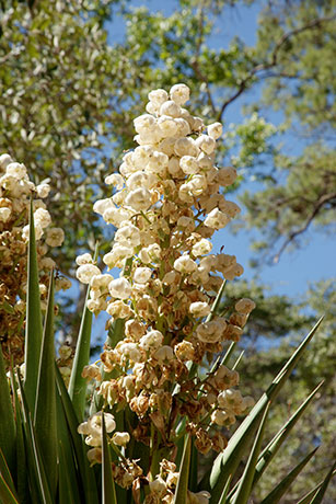 Schott's Yucca Yucca schottii