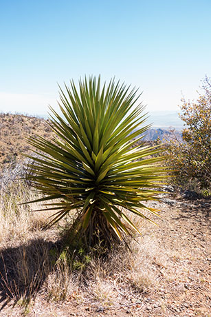 Schott's Yucca Yucca schottii