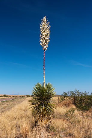 Soaptree Yucca Yucca elata 