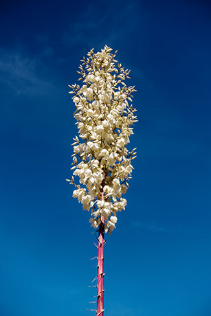 Soaptree Yucca Yucca elata 