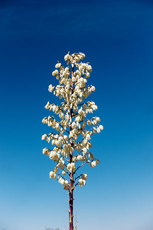 Soaptree Yucca Yucca elata 