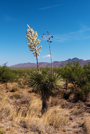 Soaptree Yucca Yucca elata 