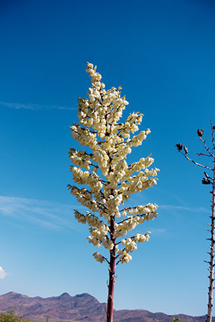 Soaptree Yucca Yucca elata 