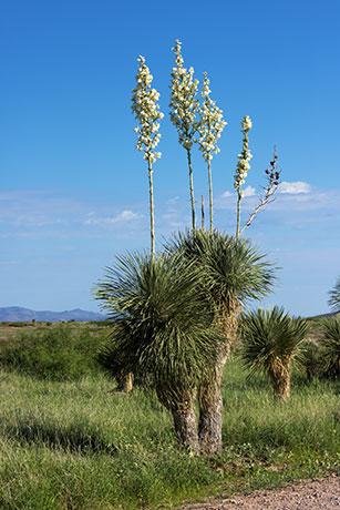 Soaptree Yucca Yucca elata 