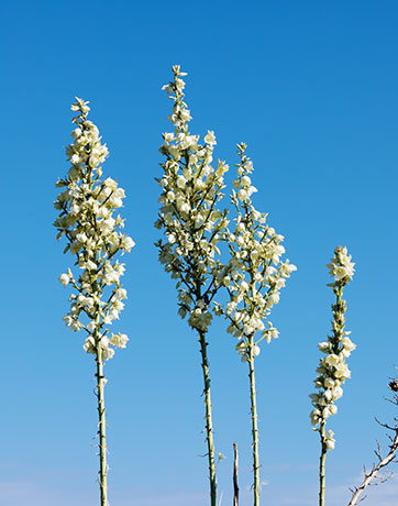 Soaptree Yucca Yucca elata 