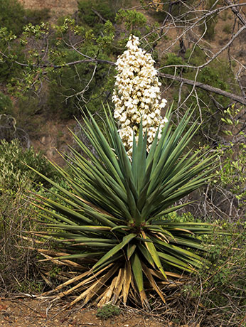Banana Yucca Yucca baccata Datil 