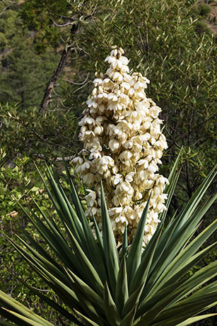 Banana Yucca Yucca baccata Datil 