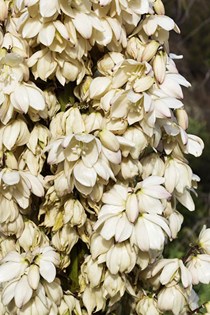 Banana Yucca Yucca baccata Datil 