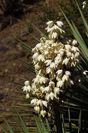 Banana Yucca Yucca baccata Datil 