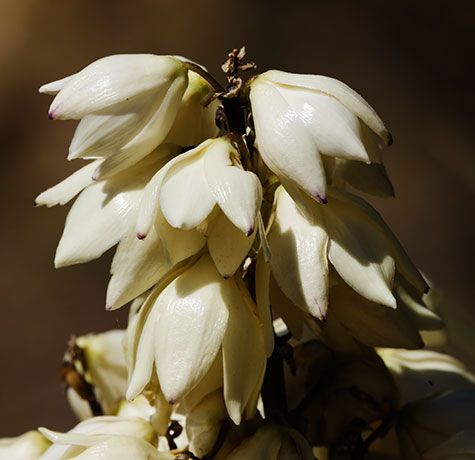 Banana Yucca Yucca baccata Datil 