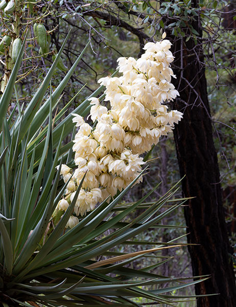 Schott's Yucca Yucca schottii