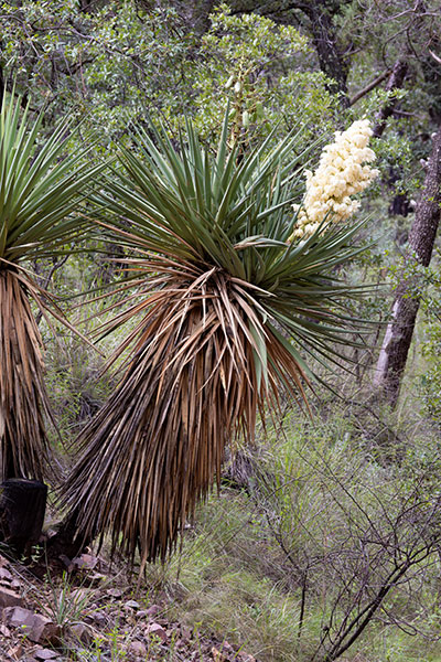 Schott's Yucca Yucca schottii
