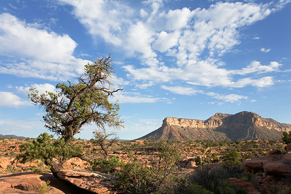 Scene looking north from Toroweap Point, Tuweep District, Grand Canyon National Park, Arizona