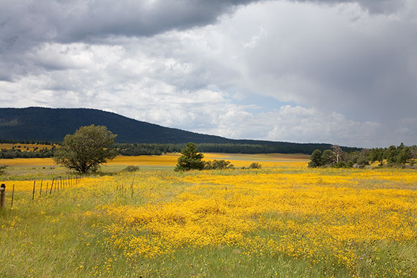 Yellow Wildflowers in Mountain Meadow, northern Arizona
