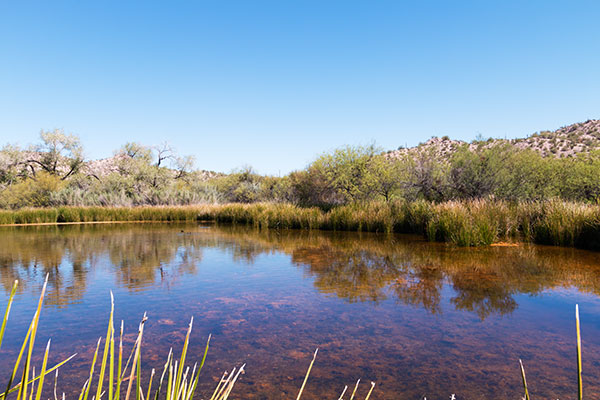 Quitobaquito Pond, Organ Pipe Cactus National Monument, Arizona