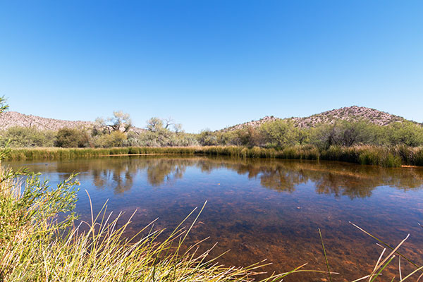 Quitobaquito Pond, Organ Pipe Cactus National Monument, Arizona