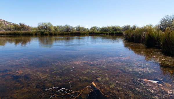 Quitobaquito Pond, Organ Pipe Cactus National Monument, Arizona