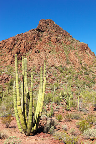 Organ Pipe Cactus National Monument, Arizona
