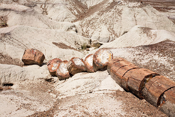 Petrified Log wood, Petrified Forest National Park, Arizona