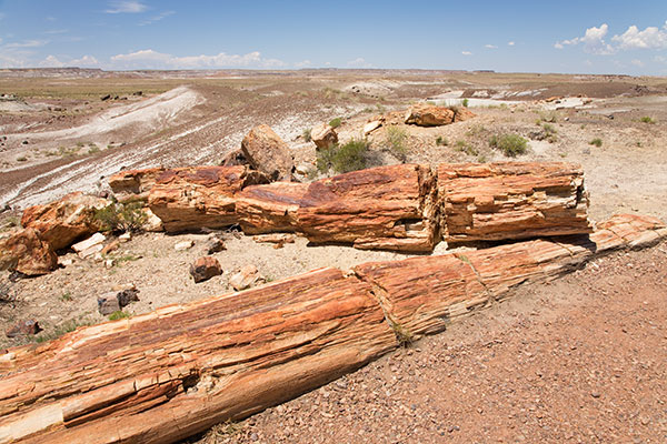 Petrified Log wood, Petrified Forest National Park, Arizona