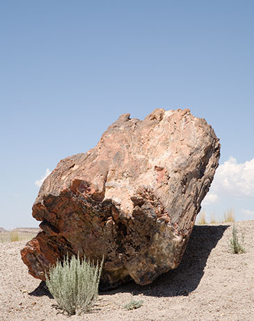 Petrified Log wood, Petrified Forest National Park, Arizona