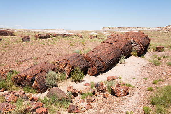 Petrified Log wood, Petrified Forest National Park, Arizona