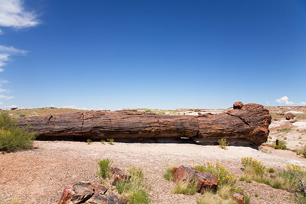 Old Faithful, Petrified Log wood, Petrified Forest National Park, Arizona