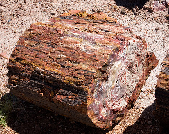 Petrified Wood, Petrified Forest National Park, Arizona