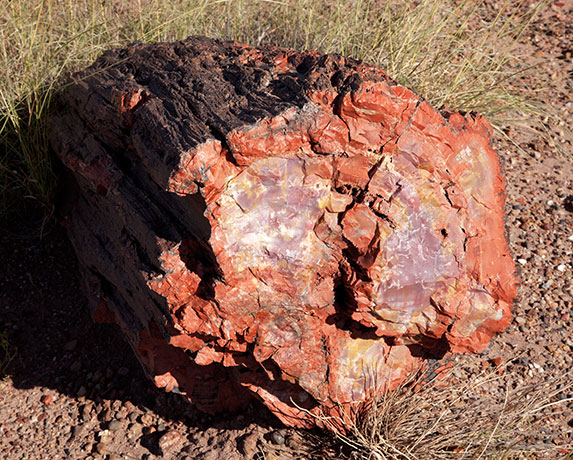 Petrified Log wood, Petrified Forest National Park, Arizona