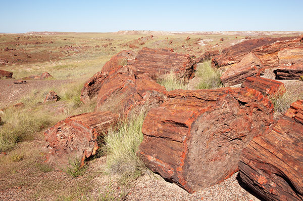 Petrified Log wood, Petrified Forest National Park, Arizona