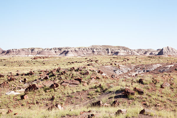 Petrified Log wood, Petrified Forest National Park, Arizona