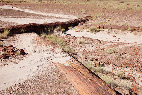Petrified Log wood, Petrified Forest National Park, Arizona