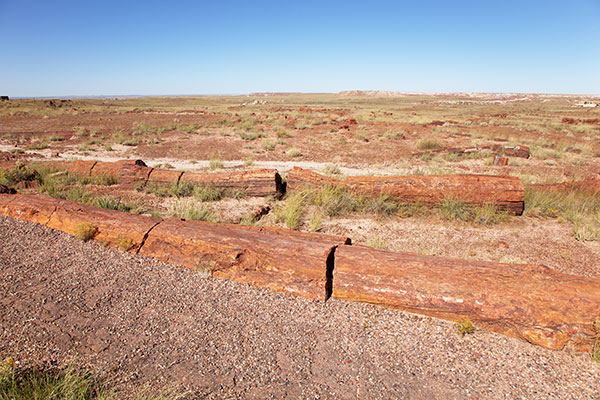 Petrified Log wood, Petrified Forest National Park, Arizona