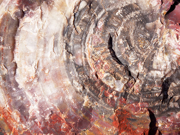 Petrified Log wood, Petrified Forest National Park, Arizona