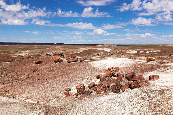 Petrified Logs in Crystal Forest, Petrified Forest National Park, Arizona