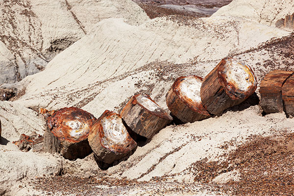 Petrified Logs in Crystal Forest, Petrified Forest National Park, Arizona