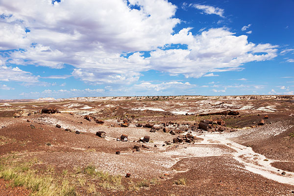 Petrified Logs in Crystal Forest, Petrified Forest National Park, Arizona