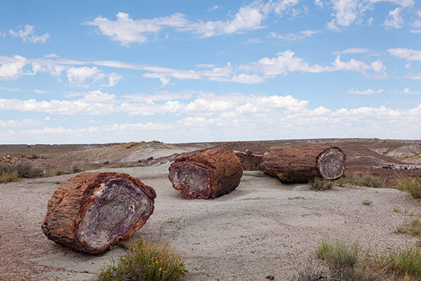 Petrified Logs in Crystal Forest, Petrified Forest National Park, Arizona