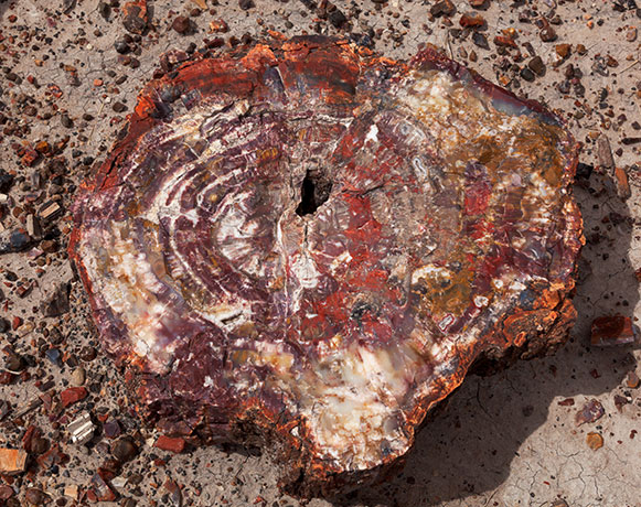 Petrified Wood, Petrified Forest National Park, Arizona