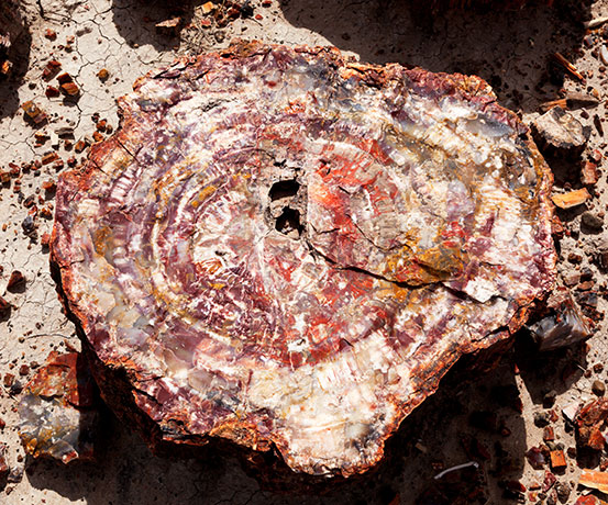 Petrified Wood, Petrified Forest National Park, Arizona