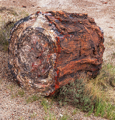 Petrified Wood, Petrified Forest National Park, Arizona