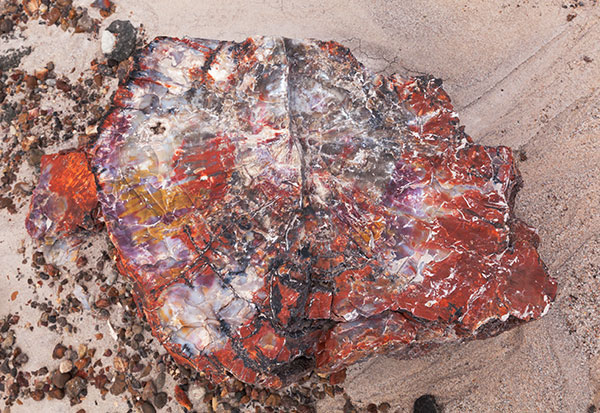 Petrified Wood, Petrified Forest National Park, Arizona