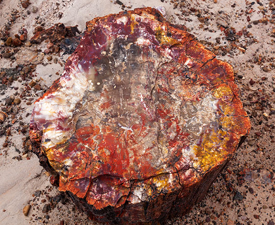 Petrified Wood, Petrified Forest National Park, Arizona