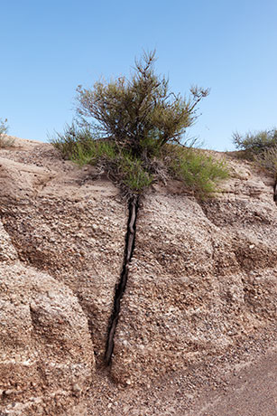 Bush with root growing in crack, Petrified Forest National Park, Arizona