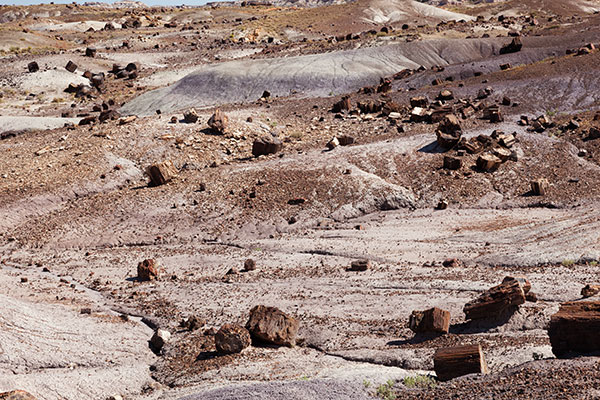 Petrified Logs along Crystal Forest Trail, Petrified Forest National Park, Arizona