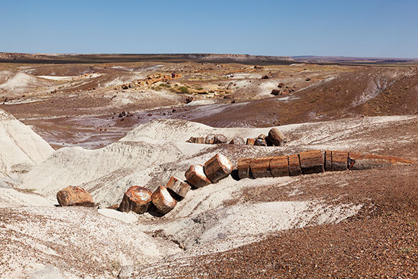 Petrified Logs along Crystal Forest Trail, Petrified Forest National Park, Arizona
