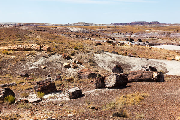 Petrified Logs along Crystal Forest Trail, Petrified Forest National Park, Arizona