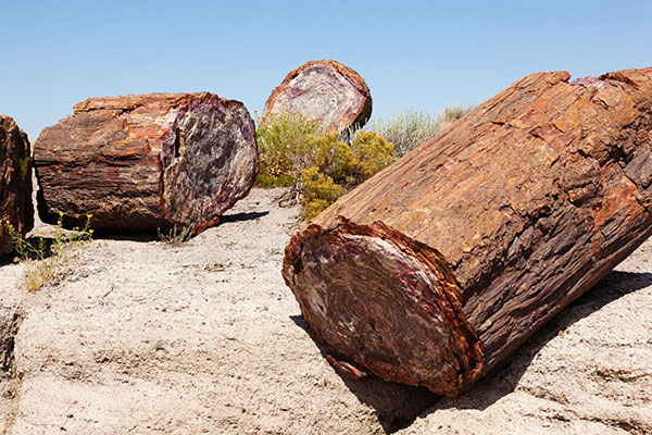 Petrified Logs along Crystal Forest Trail, Petrified Forest National Park, Arizona