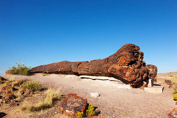 Petrified Log Giant Logs Trail, Petrified Forest National Park, Arizona