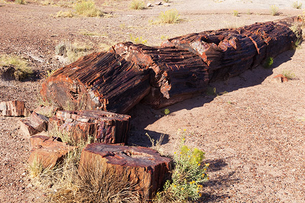 Petrified Log Giant Logs Trail, Petrified Forest National Park, Arizona